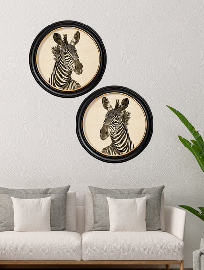 c1890 Zebra Illustrations in Round Frame – Dark – framed wall art at Leya Buster Interiors