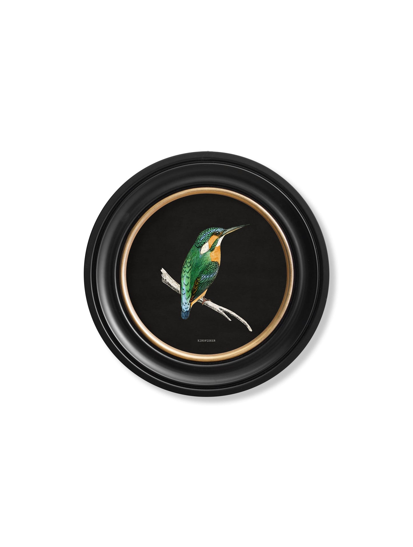 c.1870 Kingfisher and Bee Eater – Black styled view – Leya Buster Interiors