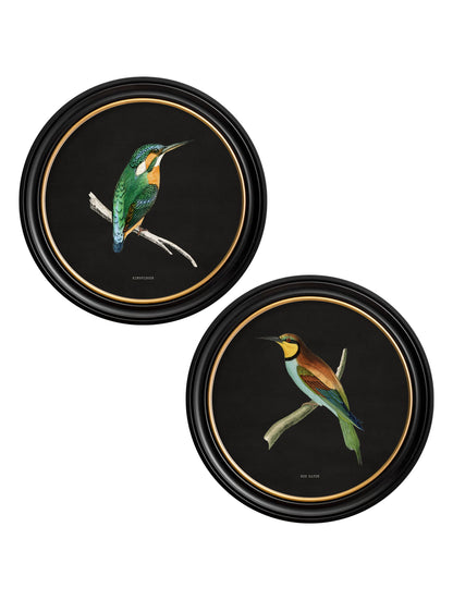 c.1870 Kingfisher and Bee Eater – Black detail – Leya Buster Interiors