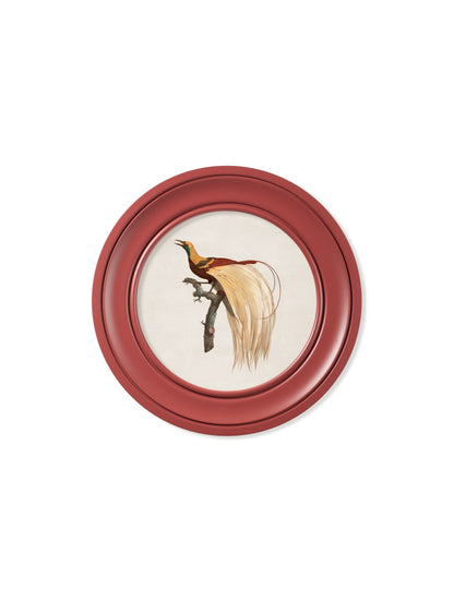 c.1809 Birds of Paradise – Round Frames Red styled view – Leya Buster Interiors