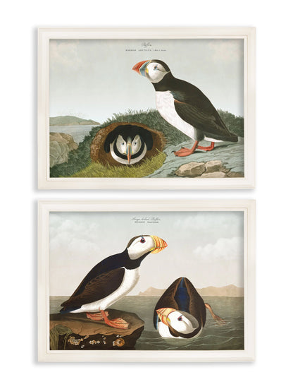 c.1838 Audubon's Puffins styled view – Leya Buster Interiors