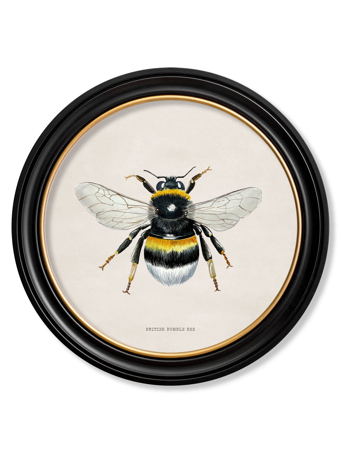 c1892 British Bees Round Frame styled view – Leya Buster Interiors