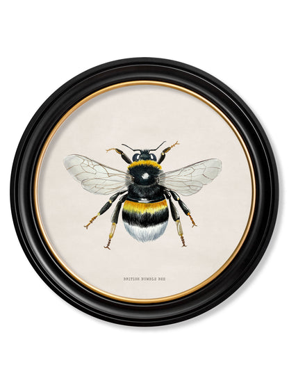 c1892 British Bees Round Frame styled view – Leya Buster Interiors
