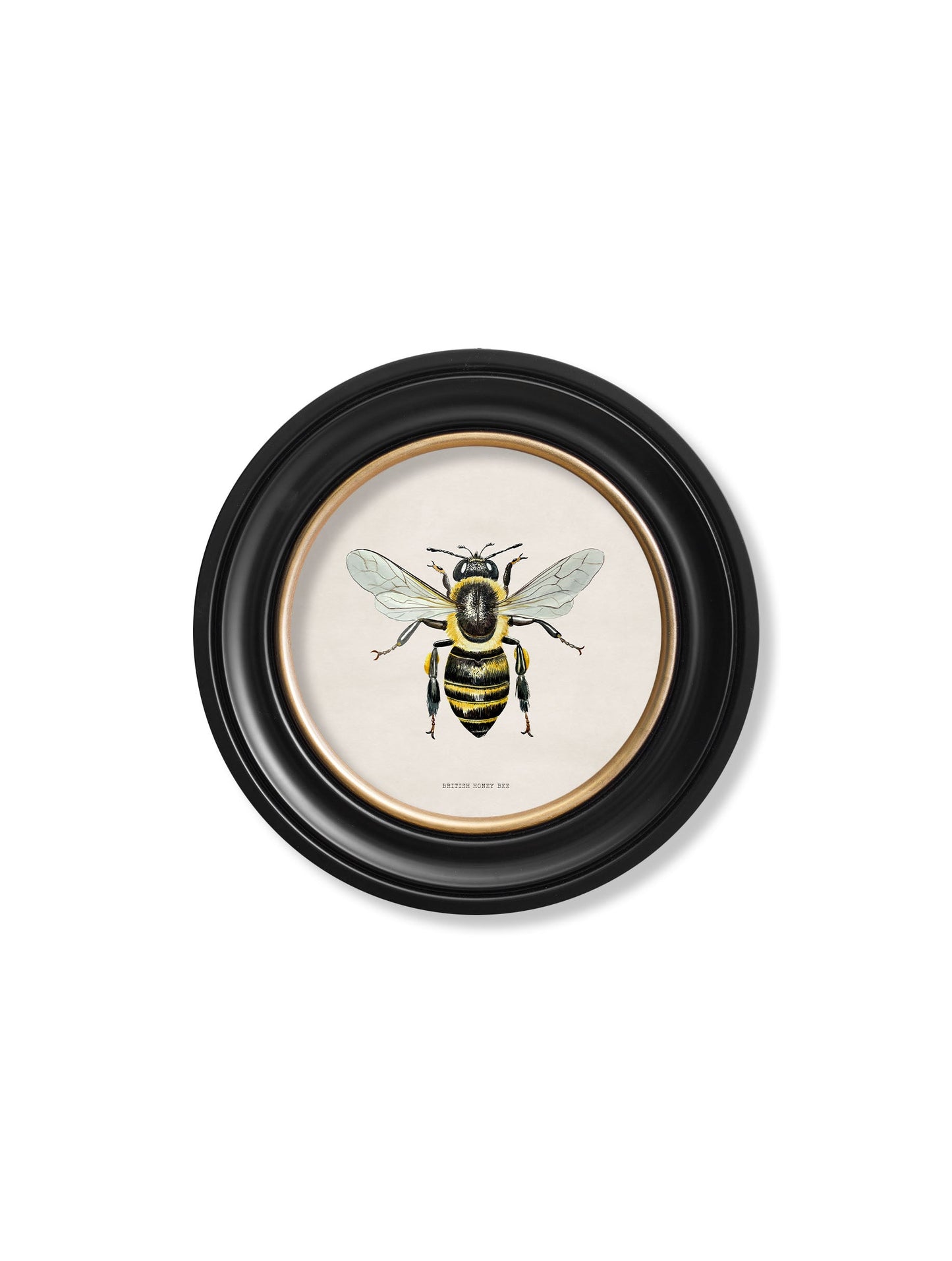 c1892 British Bees Round Frame styled view – Leya Buster Interiors