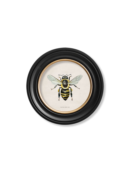 c1892 British Bees Round Frame styled view – Leya Buster Interiors