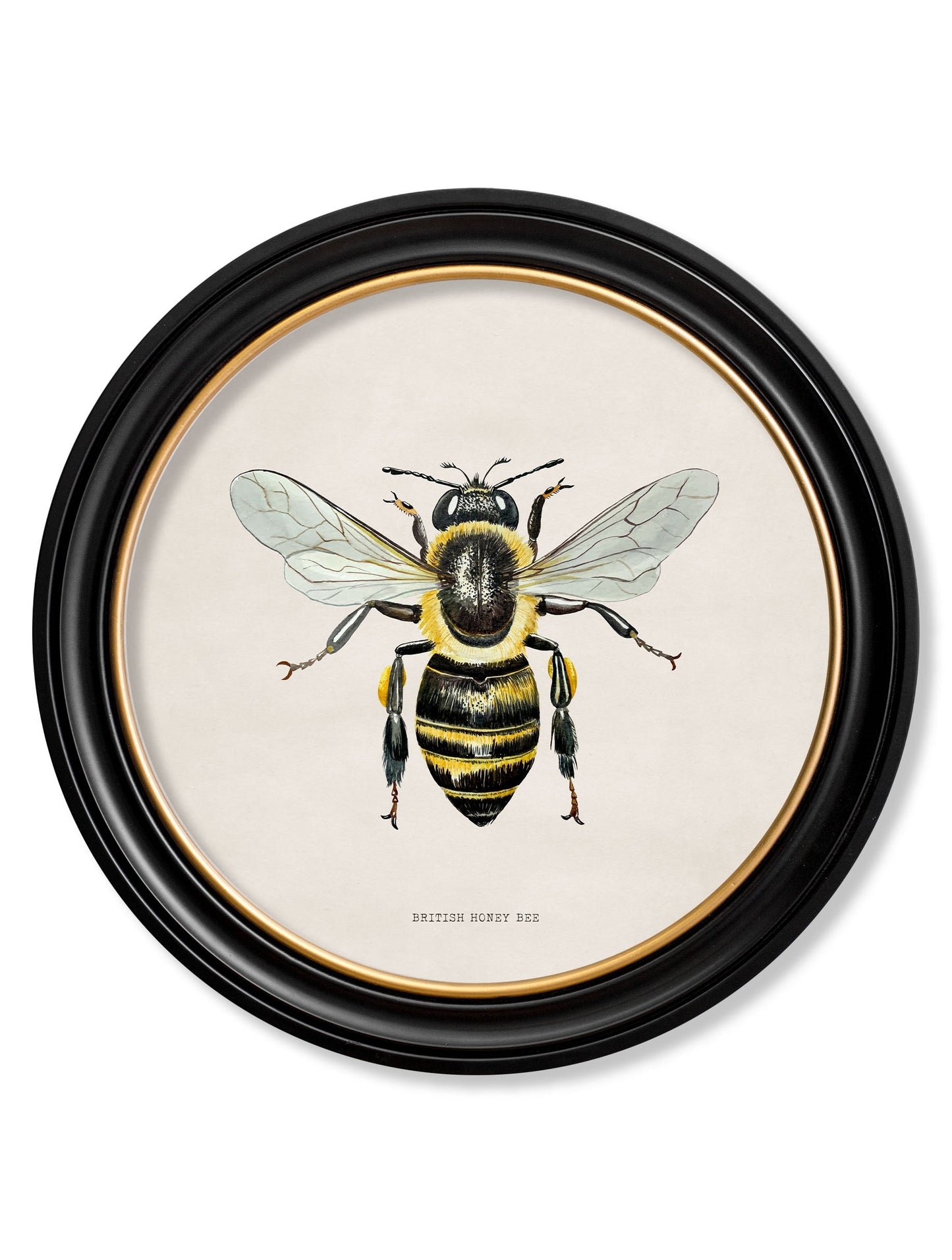 c1892 British Bees Round Frame styled view – Leya Buster Interiors