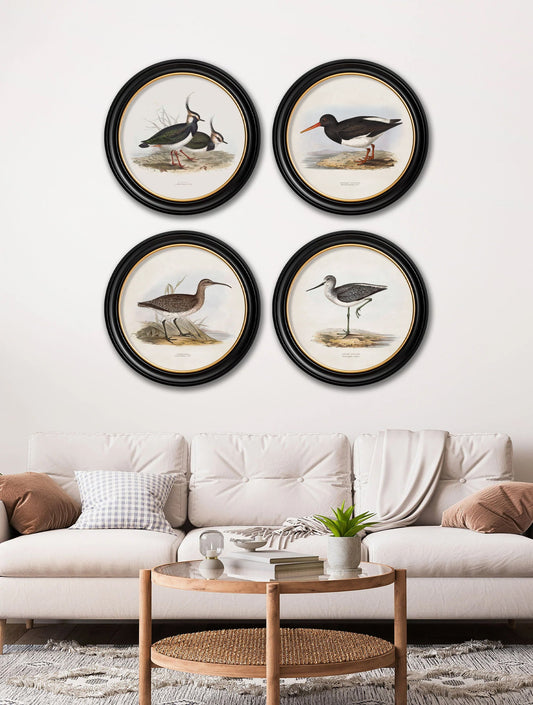 c.1837's British Coastal Birds – Round – framed wall art at Leya Buster Interiors