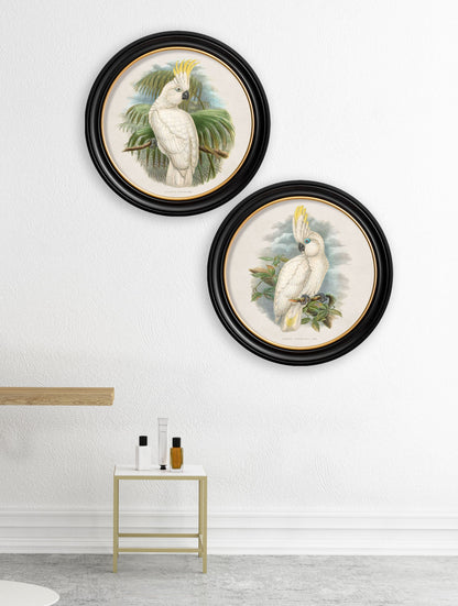 c.1875 Cockatoos – Round Frames – framed wall art at Leya Buster Interiors