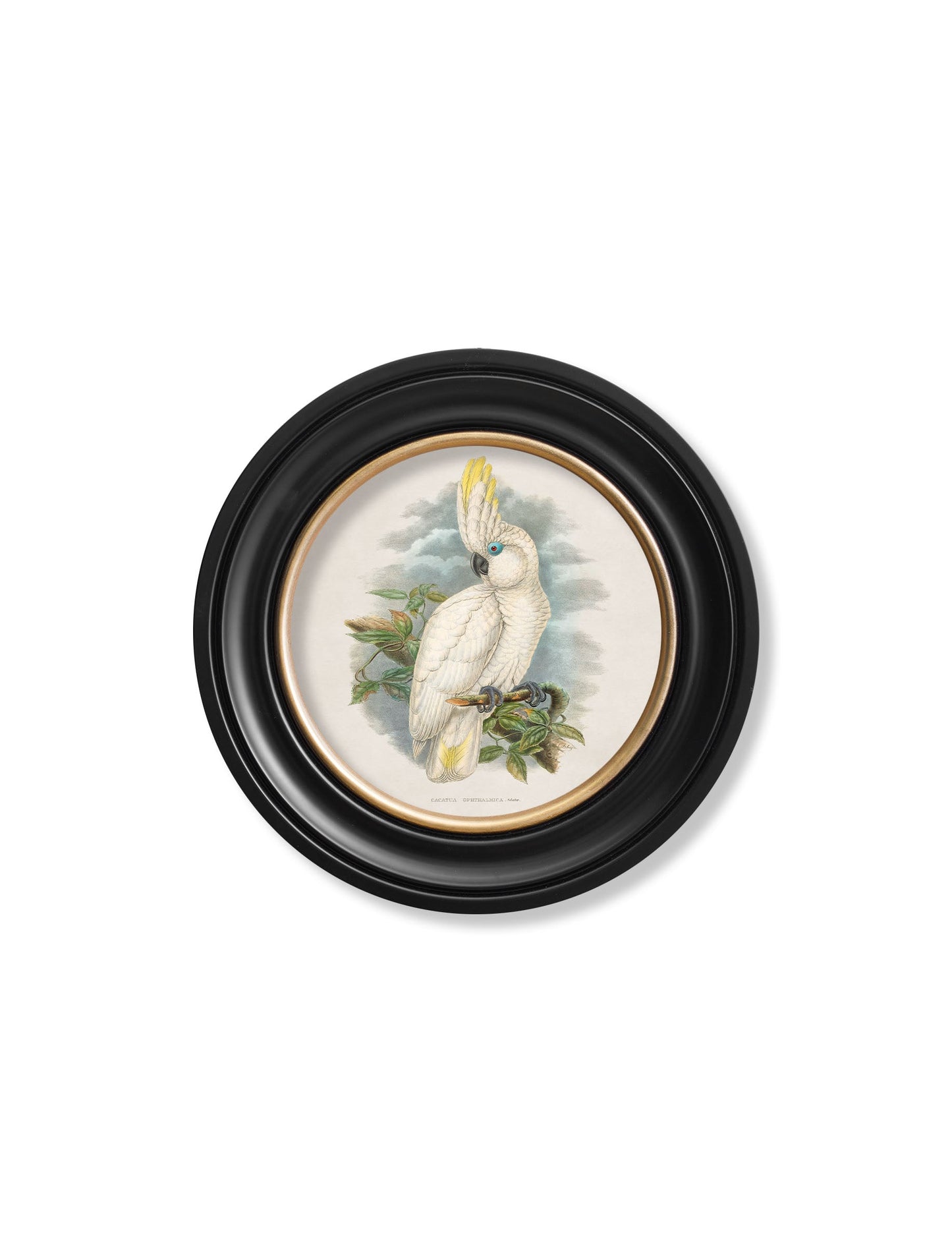 c.1875 Cockatoos – Round Frames styled view – Leya Buster Interiors