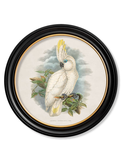 c.1875 Cockatoos – Round Frames styled view – Leya Buster Interiors