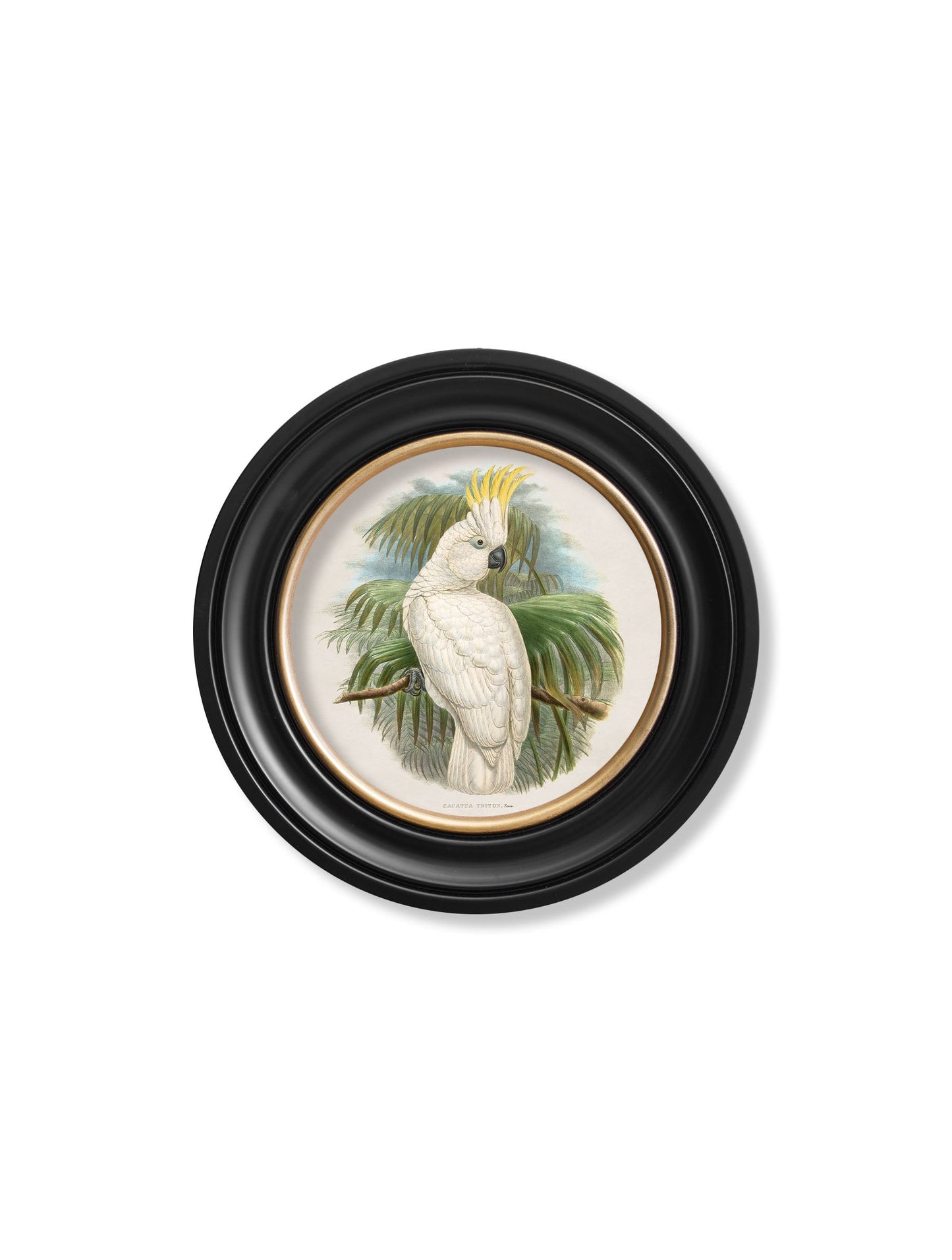 c.1875 Cockatoos – Round Frames styled view – Leya Buster Interiors