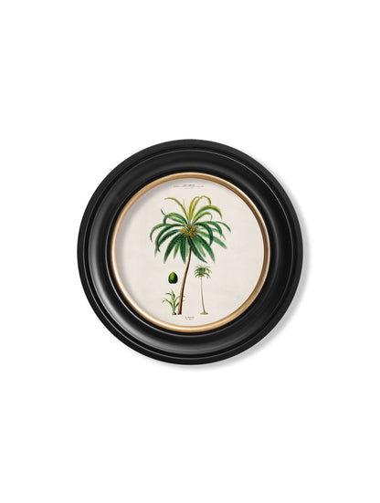 c.1843 Studies of South American Palm Trees in Round Frames styled view – Leya Buster Interiors
