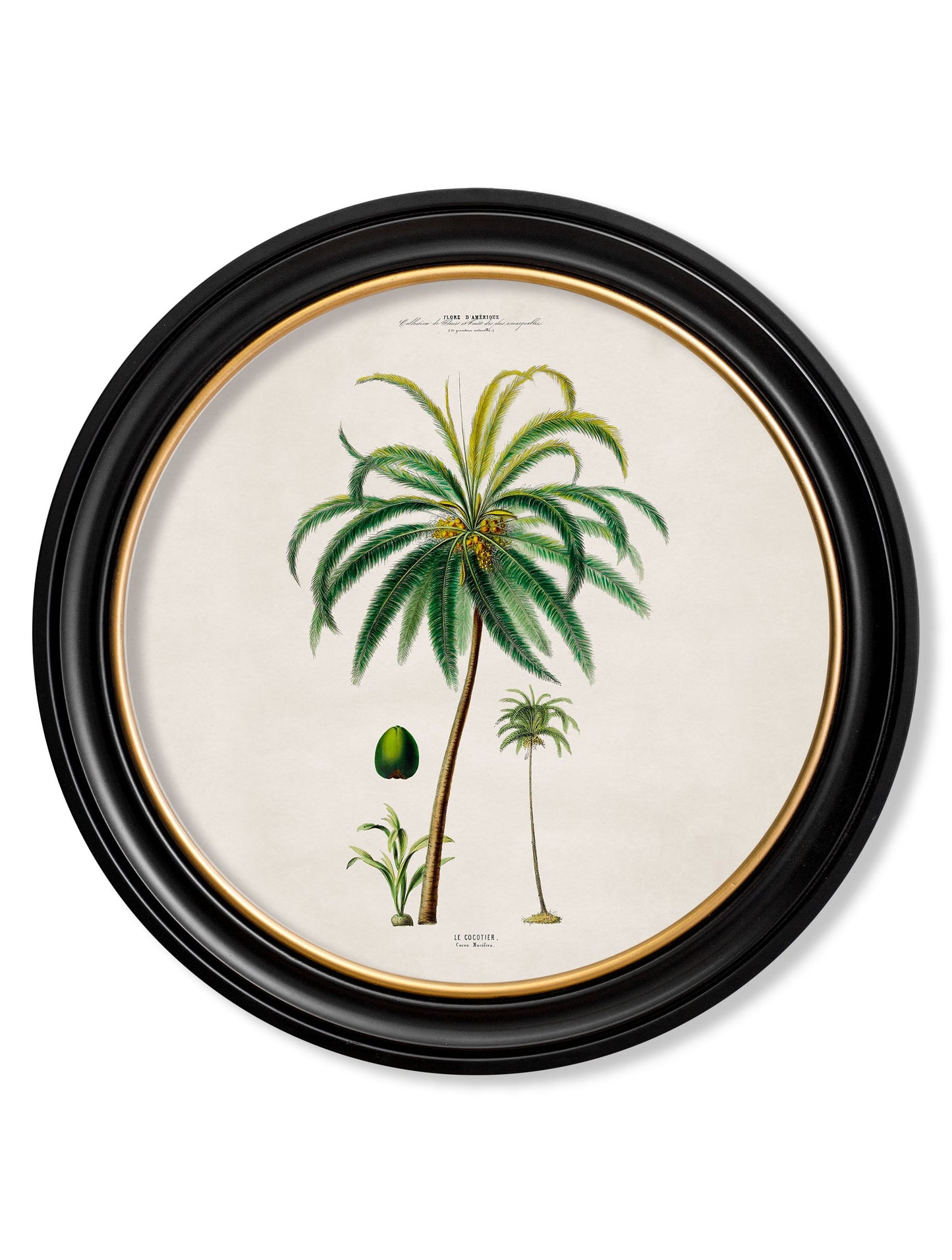 c.1843 Studies of South American Palm Trees in Round Frames styled view – Leya Buster Interiors