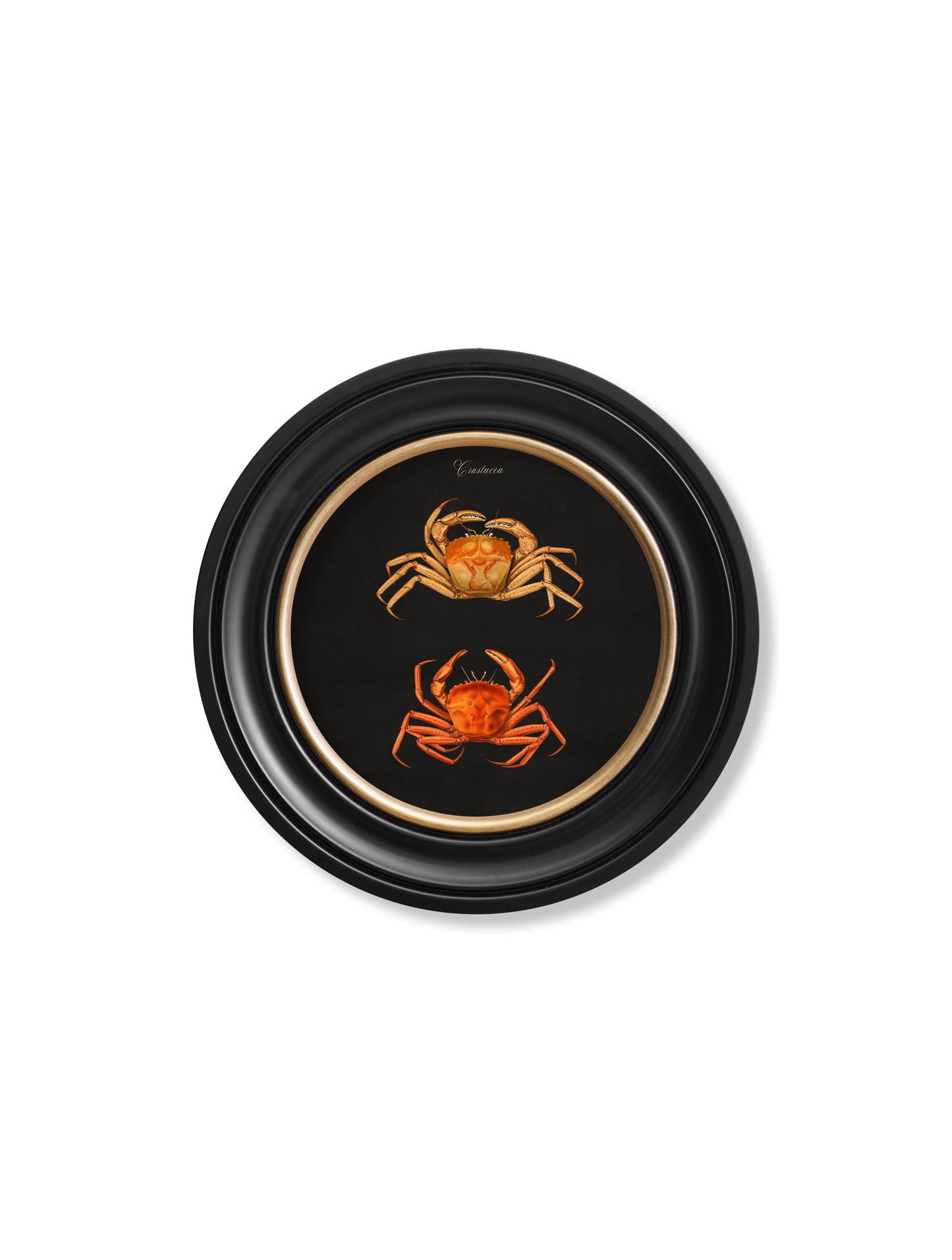 C.1876 Marine Animals in Round Frames – Black styled view – Leya Buster Interiors