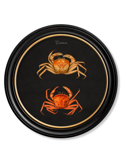 C.1876 Marine Animals in Round Frames – Black styled view – Leya Buster Interiors