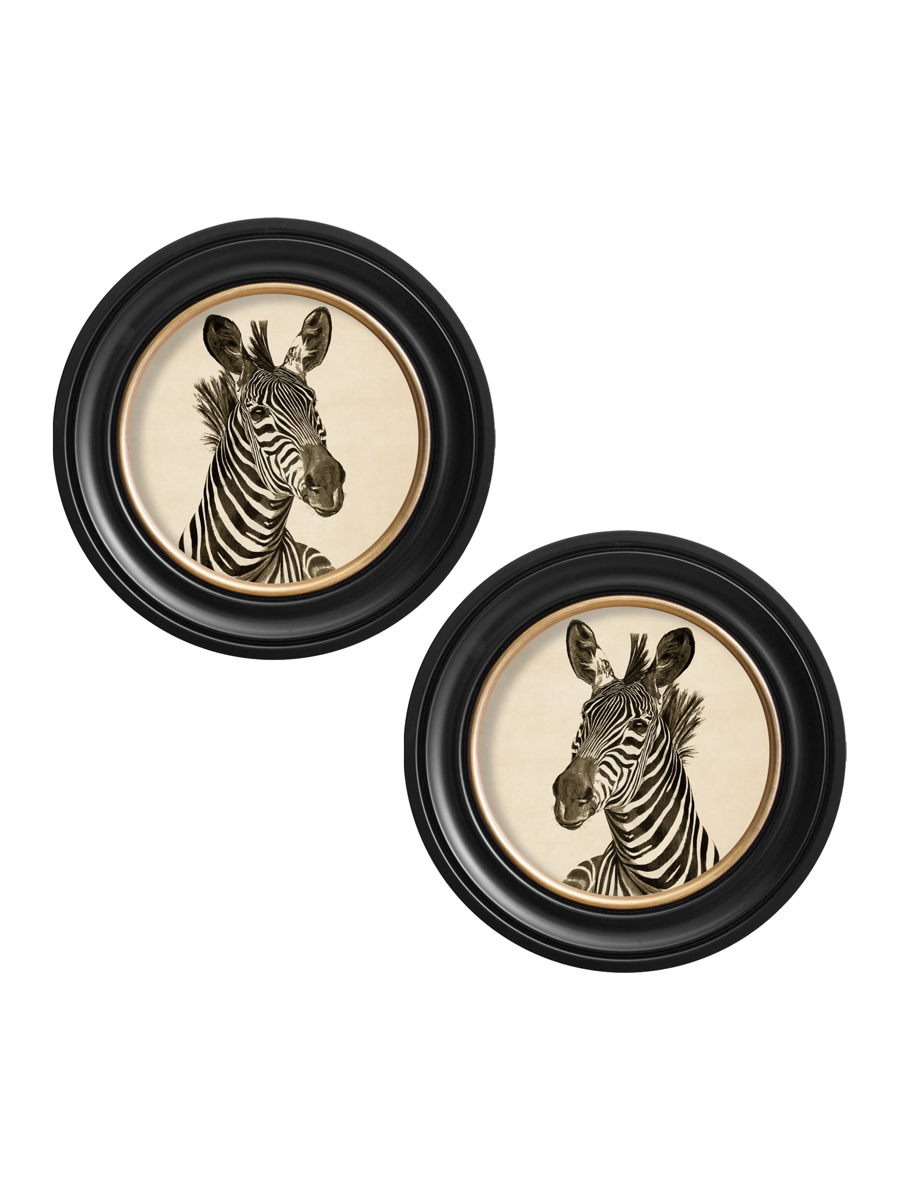 c1890 Zebra Illustrations in Round Frame – Dark styled view – Leya Buster Interiors