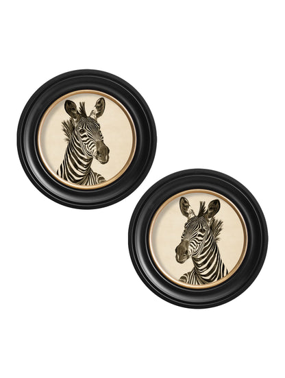 c1890 Zebra Illustrations in Round Frame – Dark styled view – Leya Buster Interiors