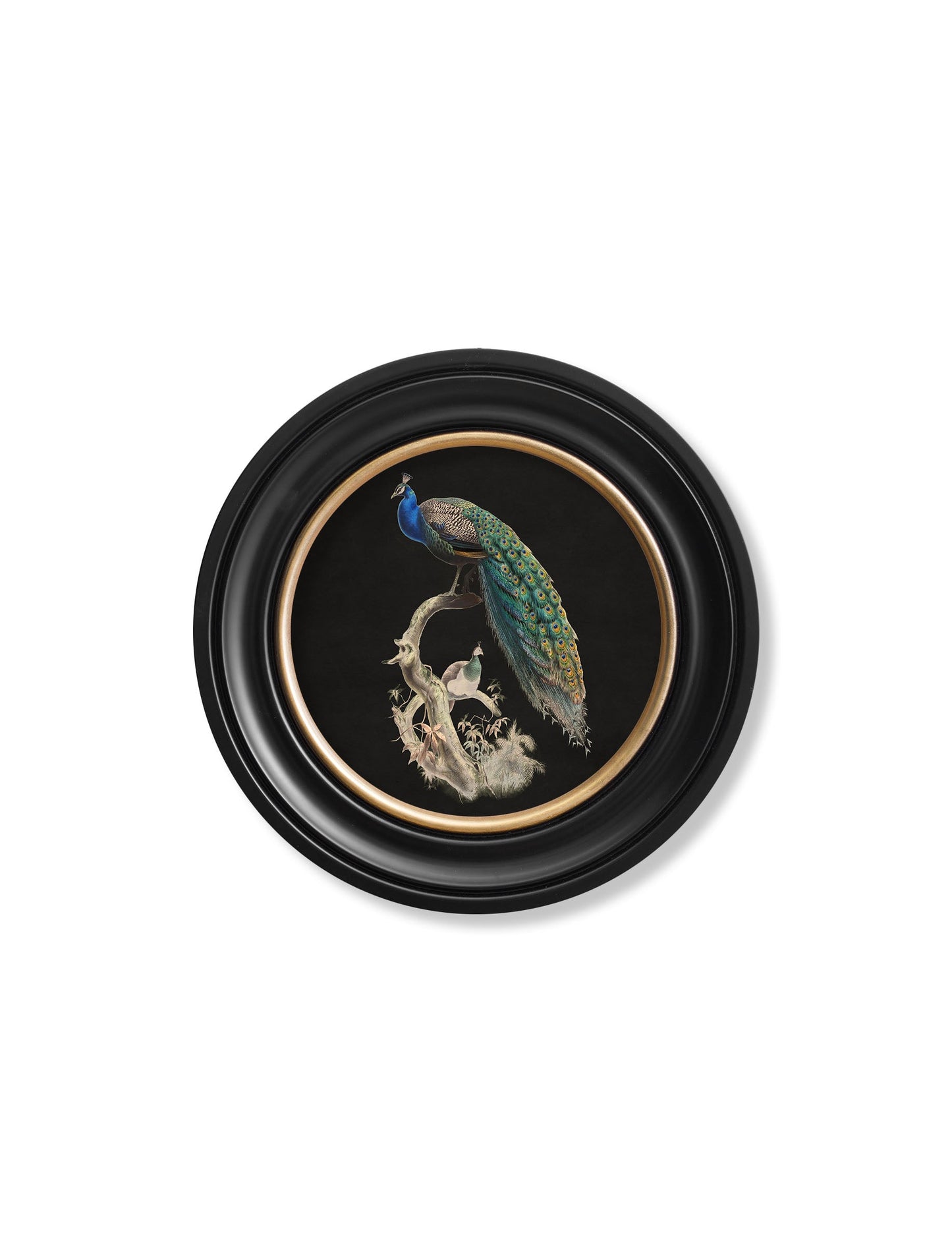 c.1847 Peacocks in Round Frames – Dark styled view – Leya Buster Interiors