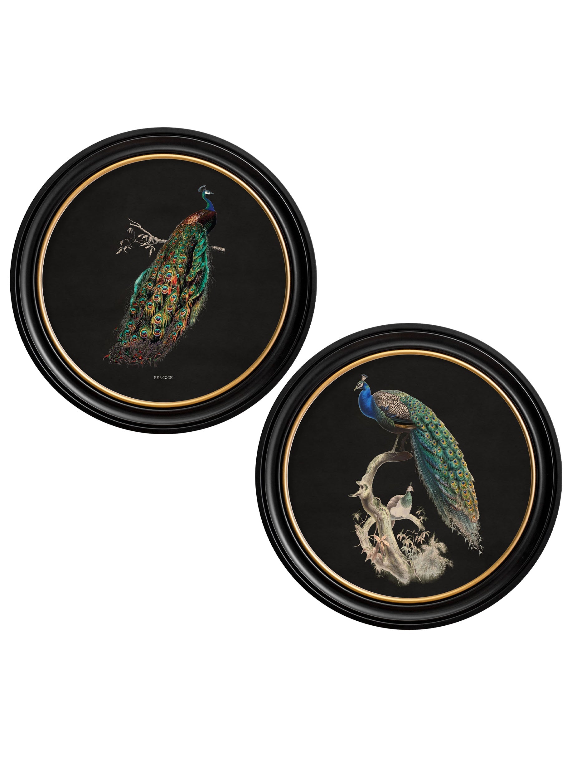 c.1847 Peacocks in Round Frames – Dark detail – Leya Buster Interiors