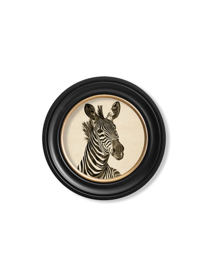c1890 Zebra Illustrations in Round Frame – Dark styled view – Leya Buster Interiors