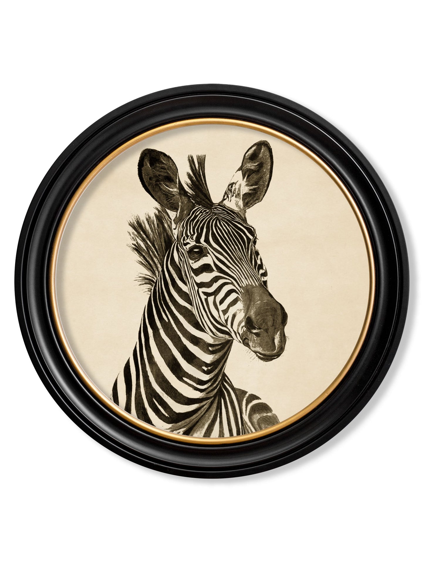 c1890 Zebra Illustrations in Round Frame – Dark styled view – Leya Buster Interiors