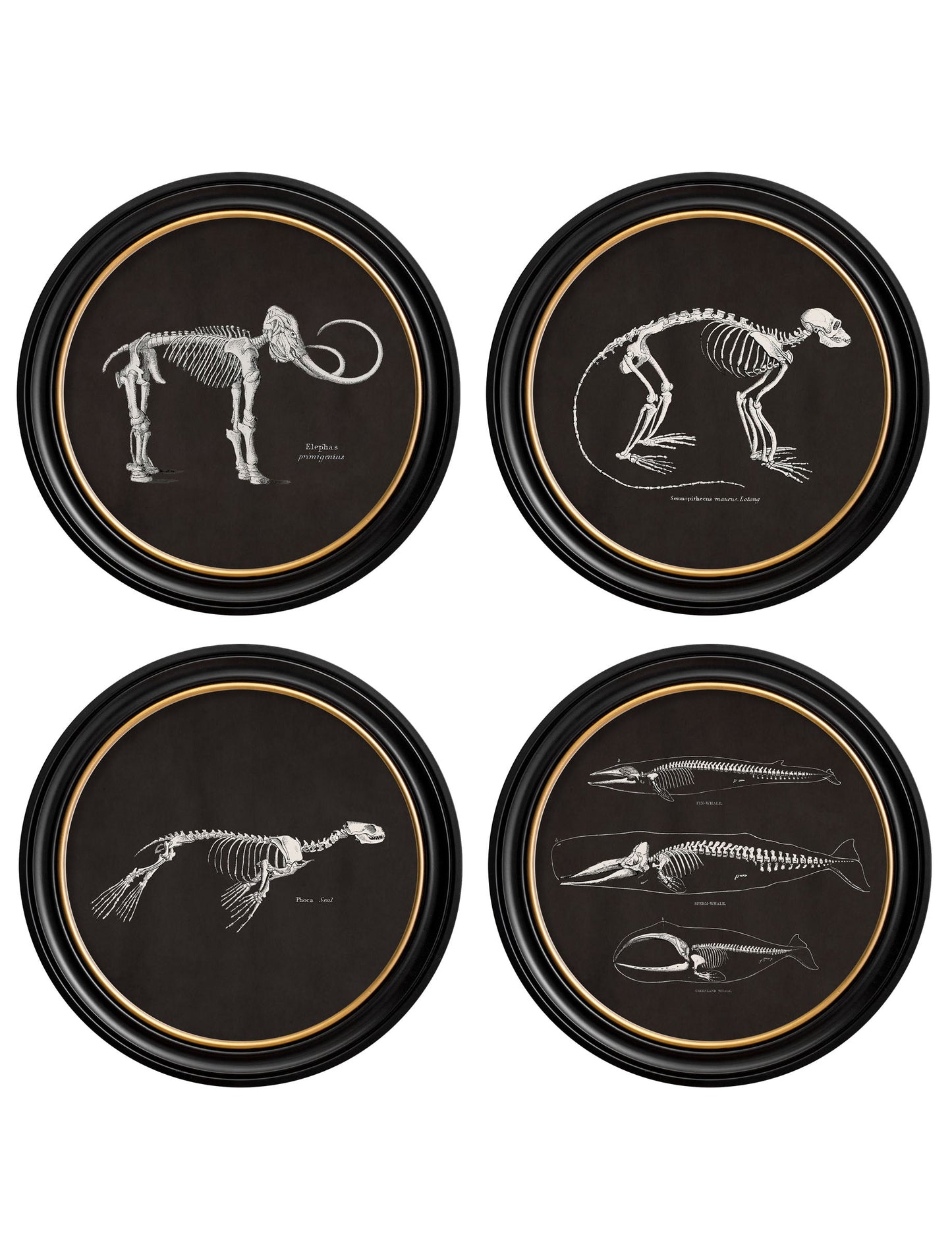 c.1870 Anatomical Skeletons – Dark – Round Frames detail – Leya Buster Interiors