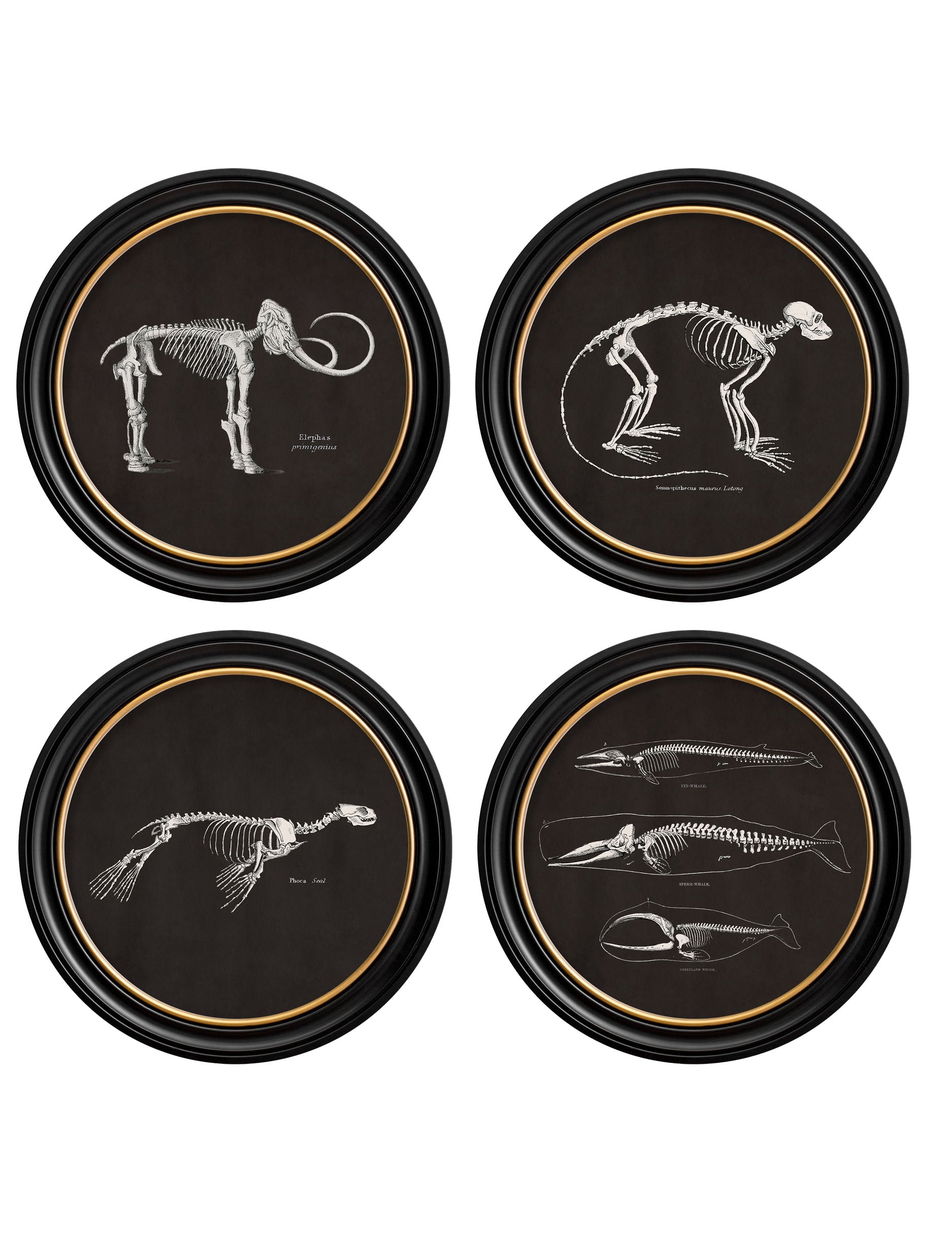 c.1870 Anatomical Skeletons – Dark – Round Frames detail – Leya Buster Interiors