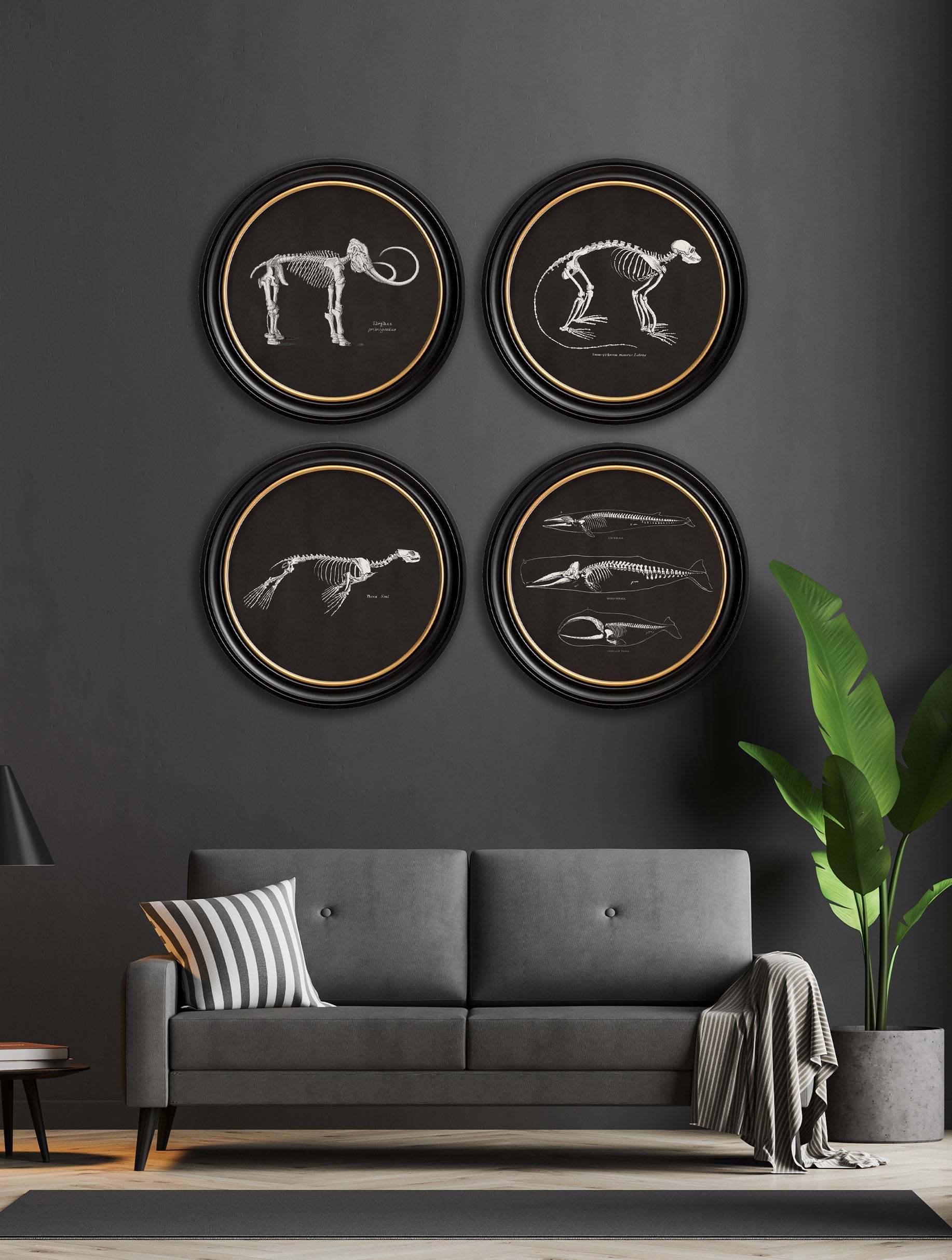 c.1870 Anatomical Skeletons – Dark – Round Frames – framed wall art at Leya Buster Interiors