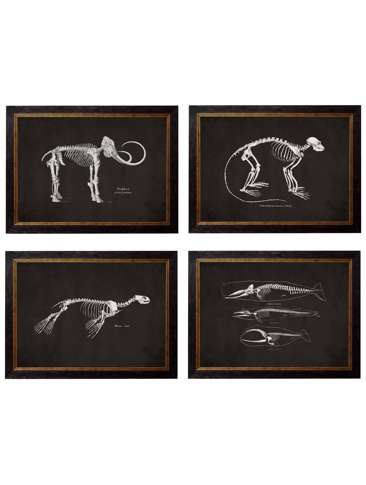 c.1870 Anatomical Skeletons – Dark detail – Leya Buster Interiors