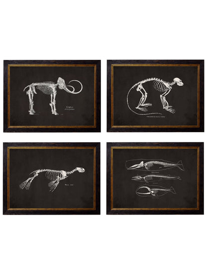 c.1870 Anatomical Skeletons – Dark detail – Leya Buster Interiors