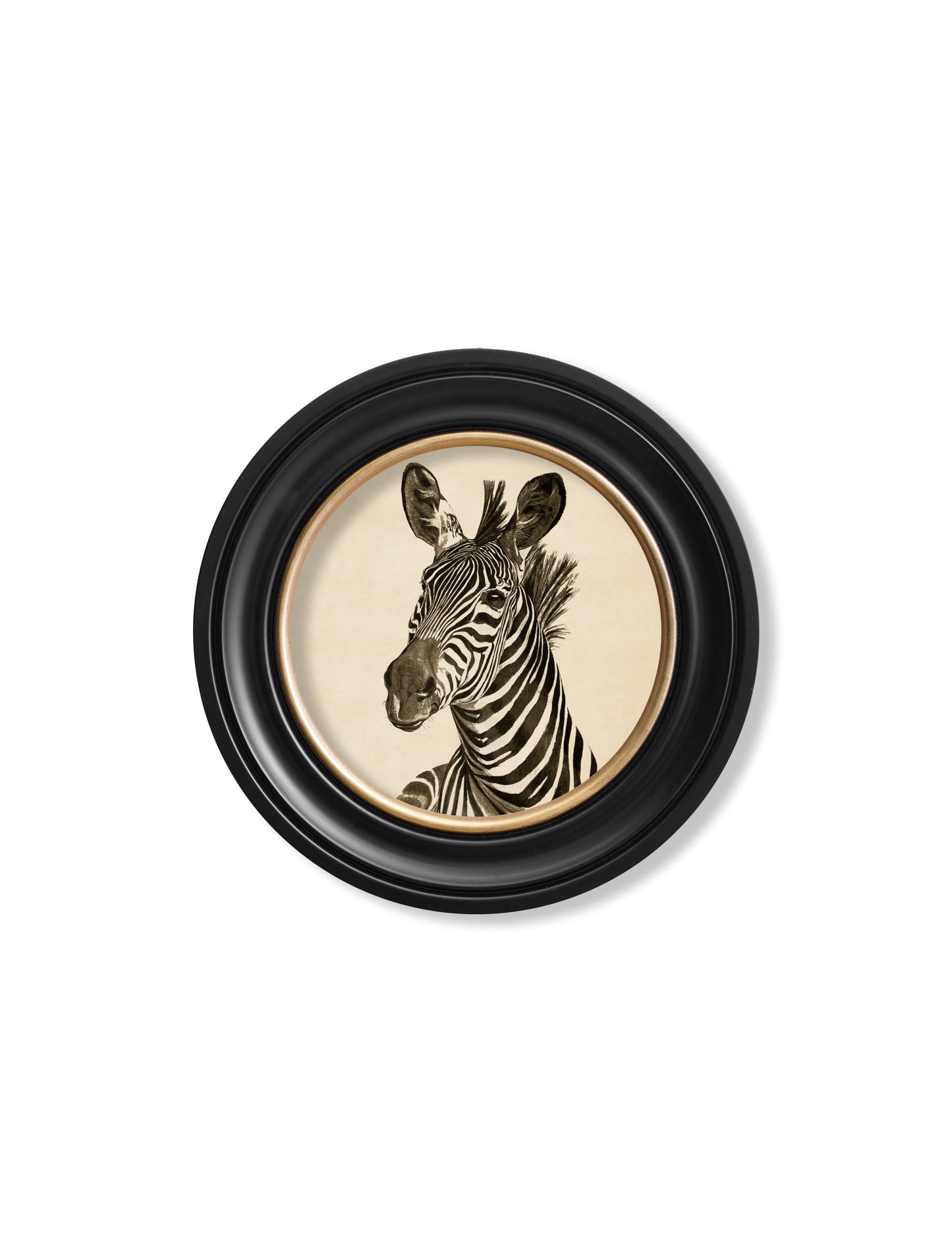 c1890 Zebra Illustrations in Round Frame – Dark styled view – Leya Buster Interiors