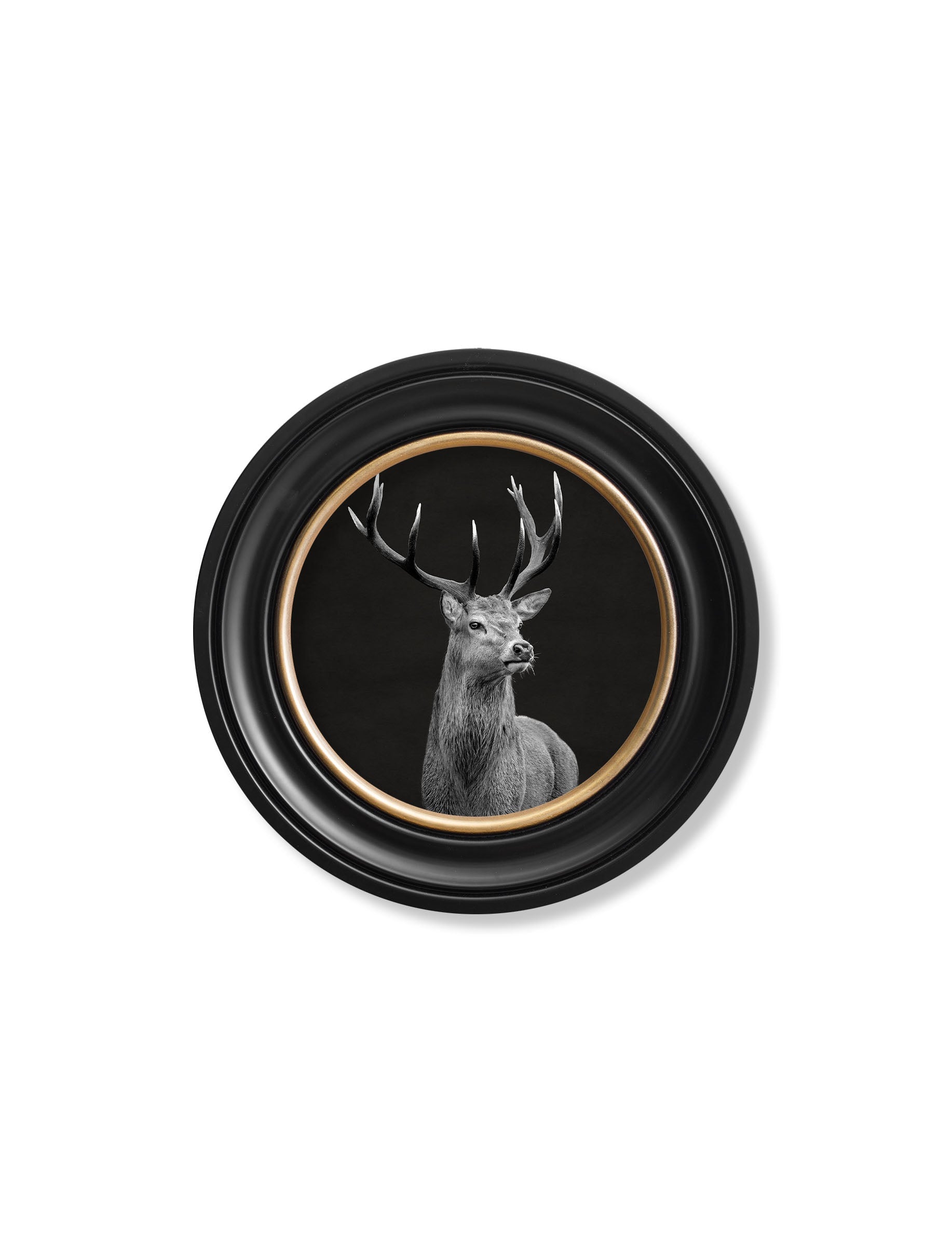 Wildlife Photography – Red Deer – Round Frame styled view – Leya Buster Interiors