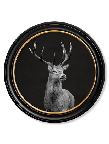 Wildlife Photography – Red Deer – Round Frame detail – Leya Buster Interiors
