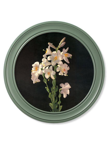 c.1874 George Cochran Lambdin Lillys – Round Frame Green styled view – Leya Buster Interiors