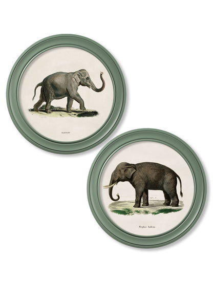 c.1846 Elephants in Round Frame Green detail – Leya Buster Interiors