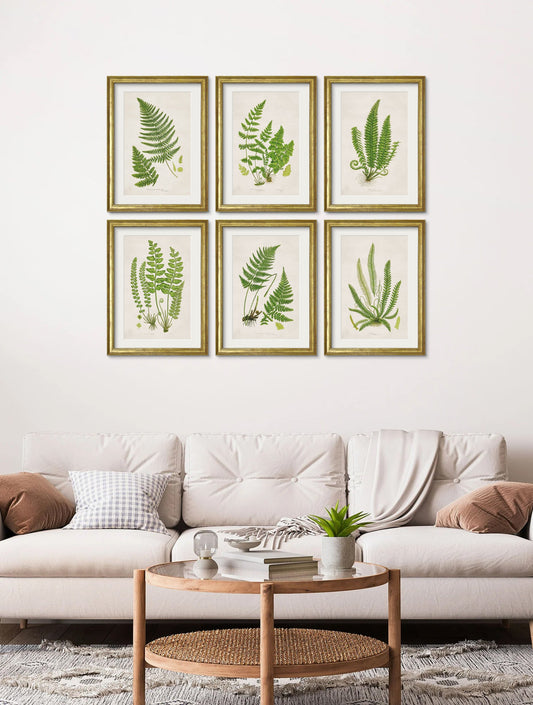 Collection of 6 Ferns – framed wall art at Leya Buster Interiors