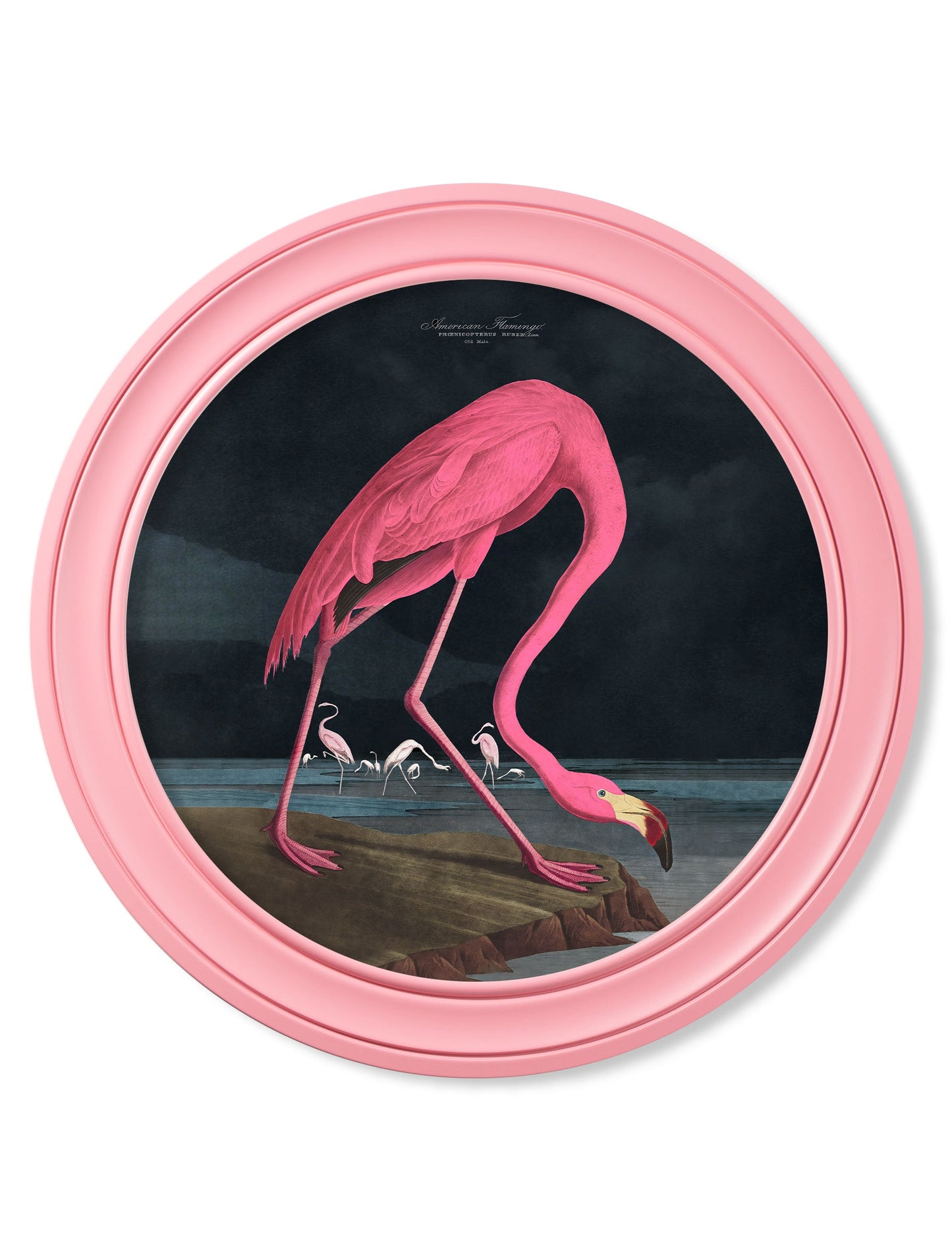 c.1838 Audubon's Flamingo – Dark – Round Frame Pink detail – Leya Buster Interiors