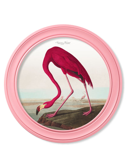 c.1838 Audubon's Flamingo in Pink Frame detail – Leya Buster Interiors