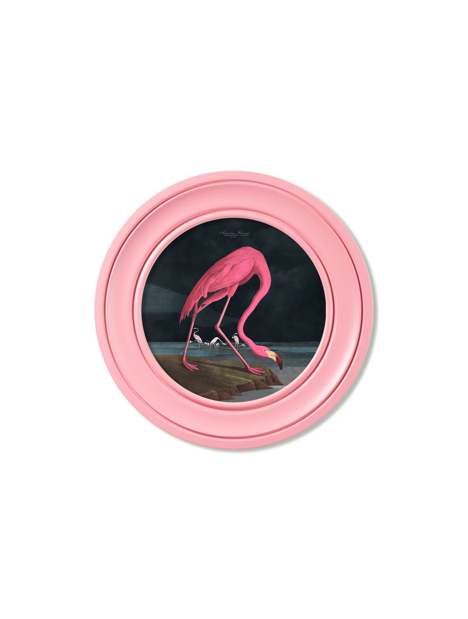 c.1838 Audubon's Flamingo – Dark – Round Frame Pink – framed wall art at Leya Buster Interiors