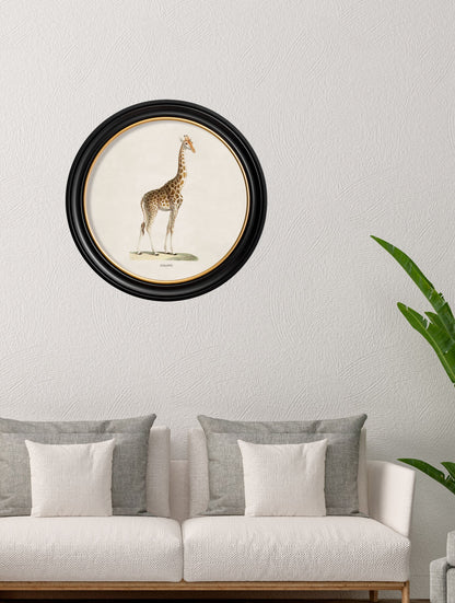 c.1836 Giraffe – Round Frame – framed wall art at Leya Buster Interiors