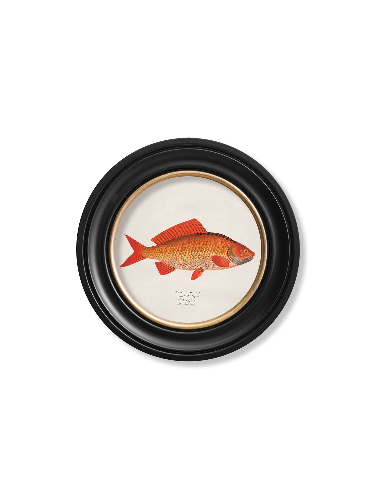 c.1785 Goldfish and Golden Orfe – Round Frame styled view – Leya Buster Interiors