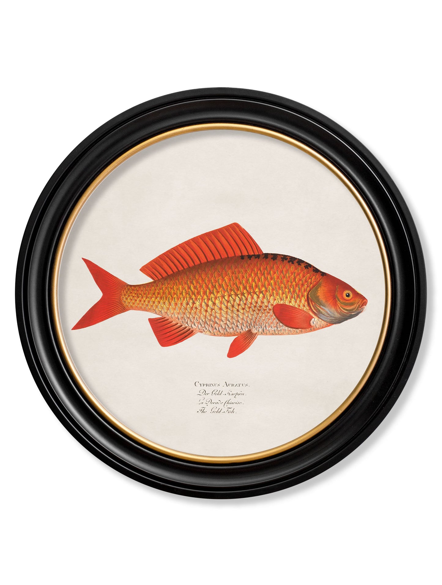c.1785 Goldfish and Golden Orfe – Round Frame styled view – Leya Buster Interiors