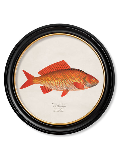 c.1785 Goldfish and Golden Orfe – Round Frame styled view – Leya Buster Interiors