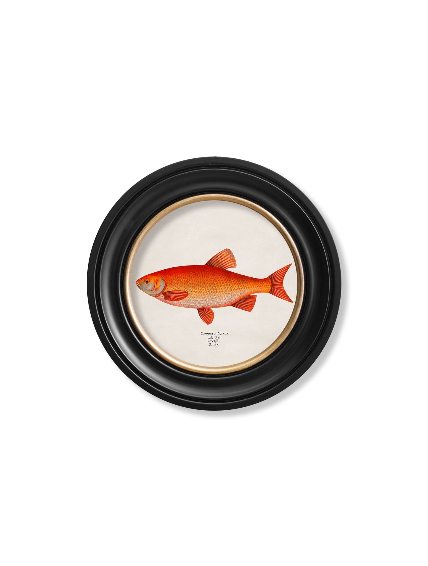 c.1785 Goldfish and Golden Orfe – Round Frame styled view – Leya Buster Interiors