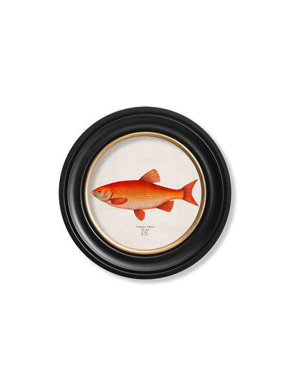 c.1785 Goldfish and Golden Orfe – Round Frame styled view – Leya Buster Interiors