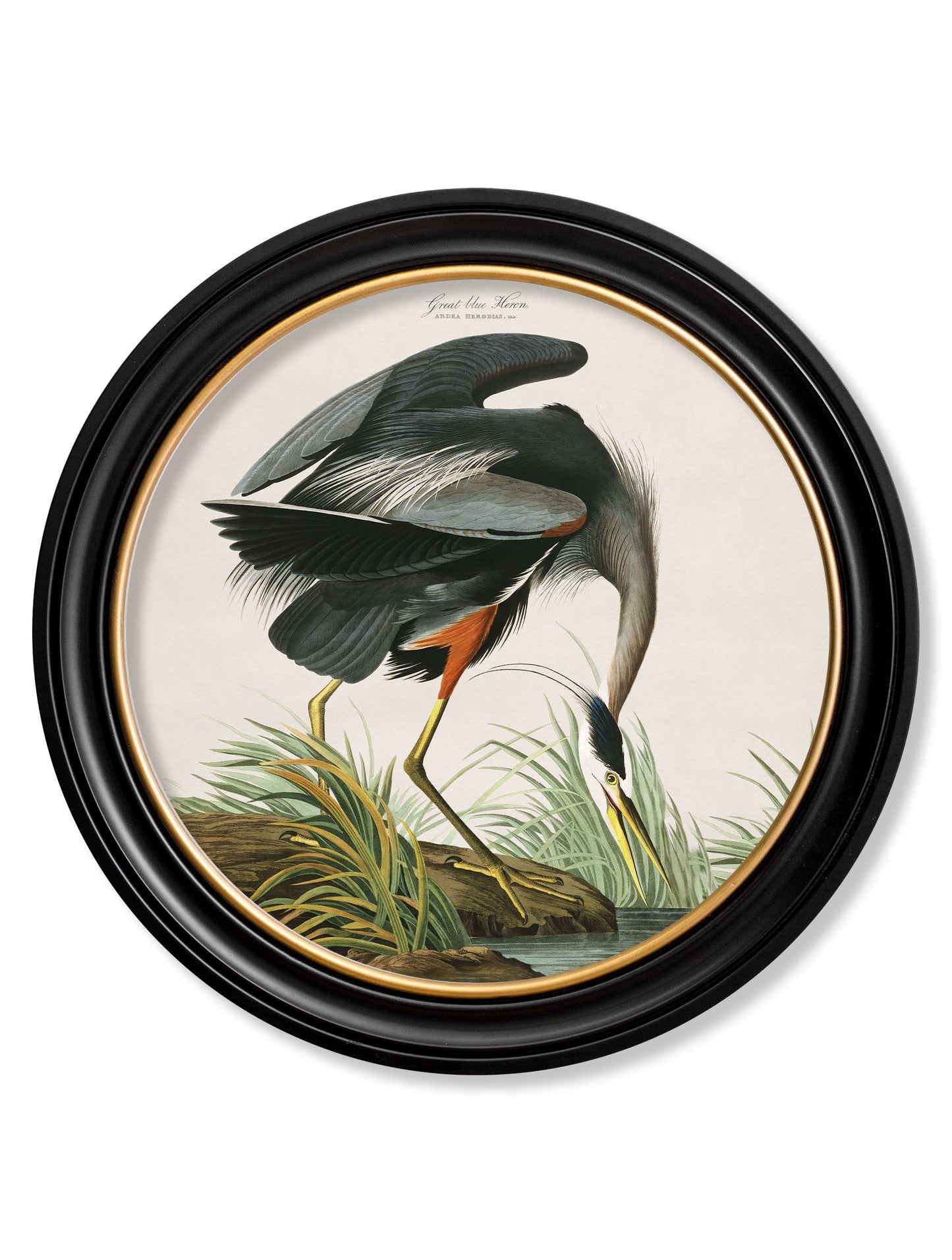 c.1838 Audubon's Great Blue Heron detail – Leya Buster Interiors