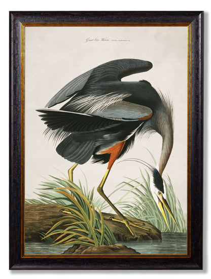 c.1838 Audubon's Great Blue Heron detail – Leya Buster Interiors