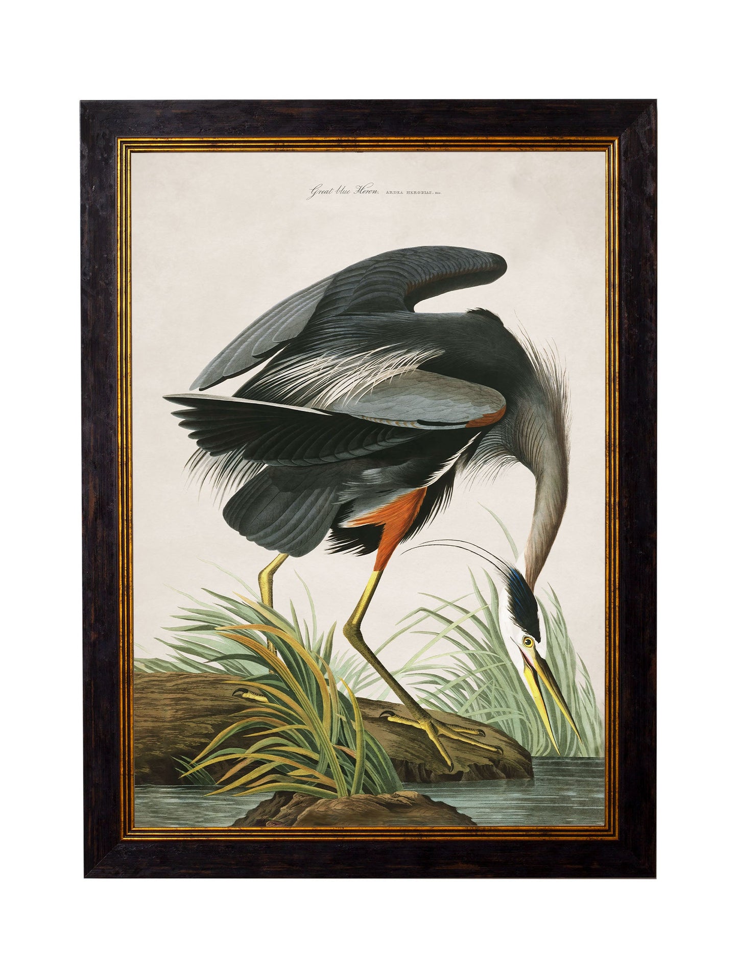 c.1838 Audubon's Great Blue Heron styled view – Leya Buster Interiors