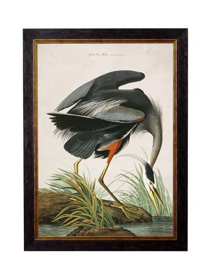 c.1838 Audubon's Great Blue Heron styled view – Leya Buster Interiors
