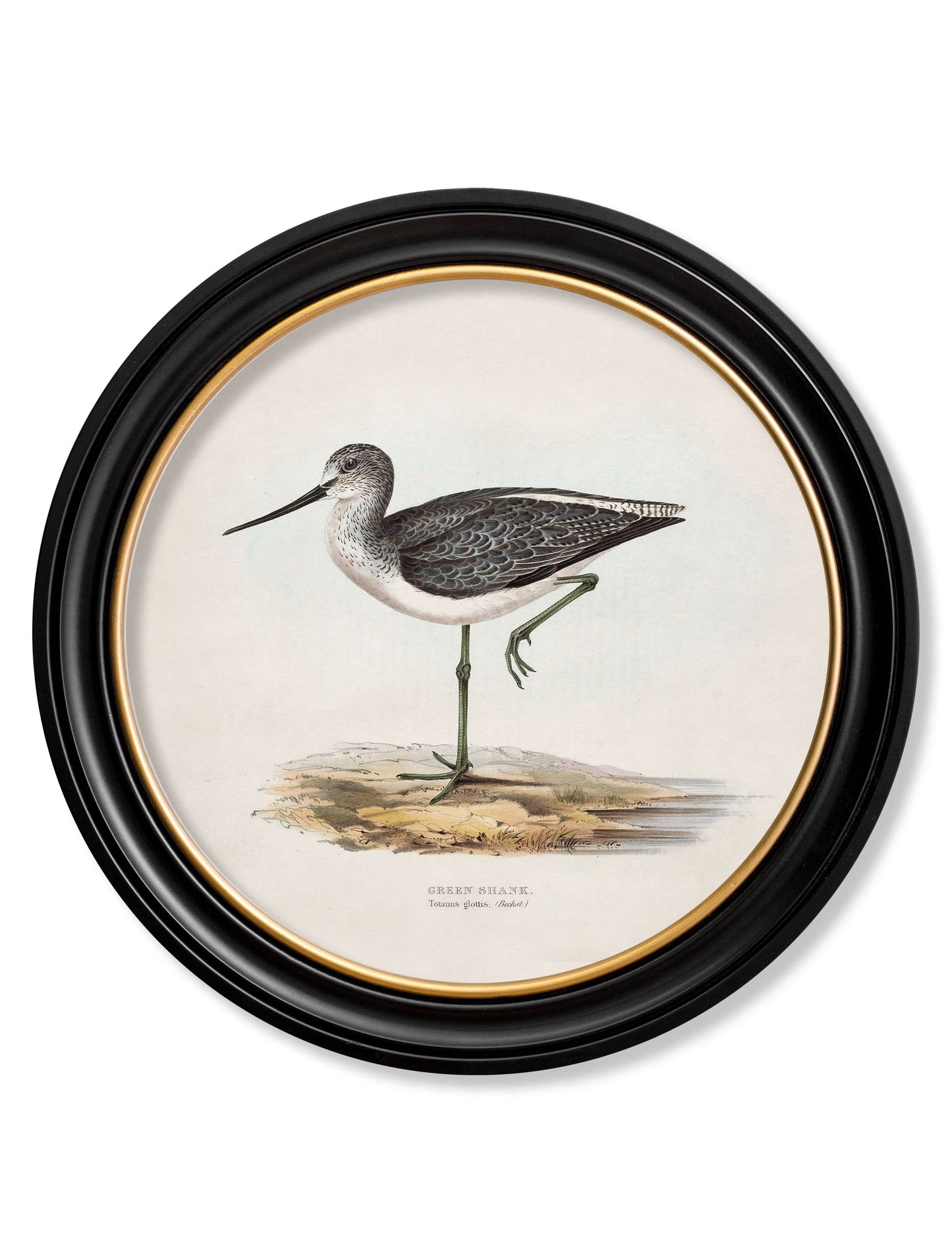 c.1837's British Coastal Birds – Round styled view – Leya Buster Interiors